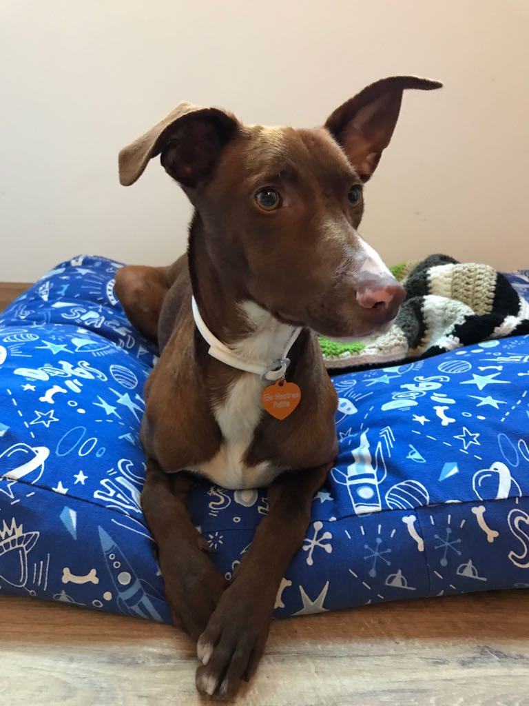 Lino busca familia - Adopció - 2 Lino busca familia - Adopció - 2